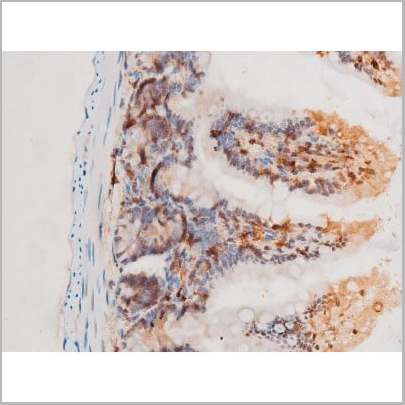 product-image-AAA31052_IHC11.jpg