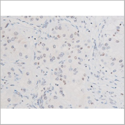 product-image-AAA31052_IHC4.jpg