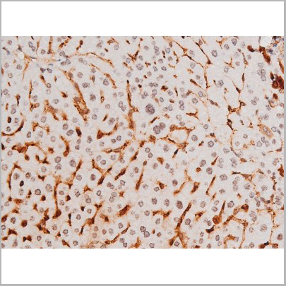 product-image-AAA31052_IHC7.jpg