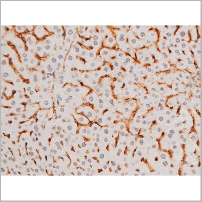 product-image-AAA31052_IHC8.jpg