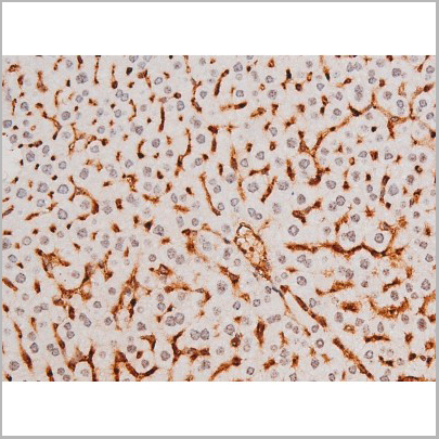 product-image-AAA31052_IHC9.jpg