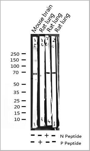 product-image-AAA31052_WB20.jpg