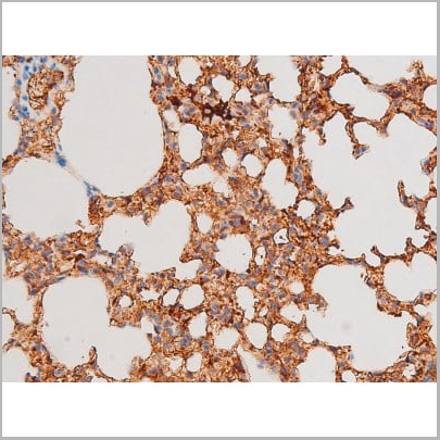 product-image-AAA31053_IHC10.jpg