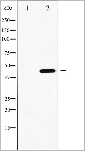 product-image-AAA31053_WB17.jpg