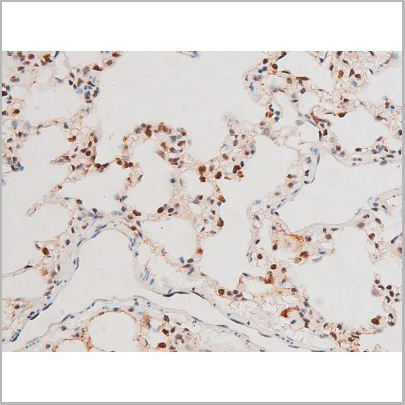 product-image-AAA31054_IHC4.jpg