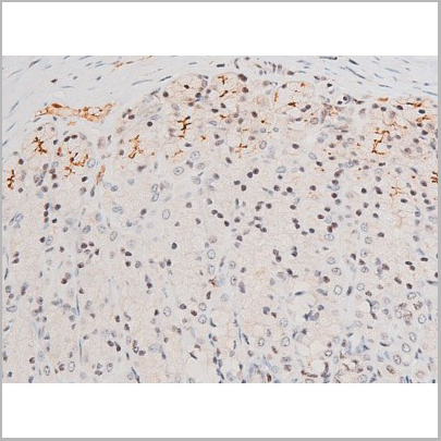 product-image-AAA31054_IHC7.jpg