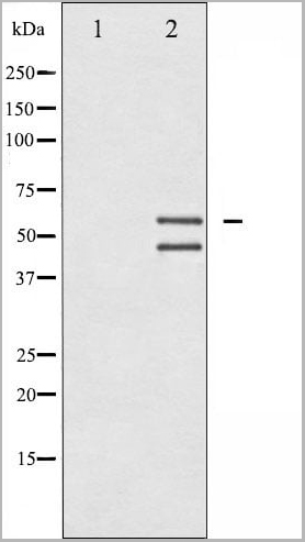 product-image-AAA31054_WB12.jpg