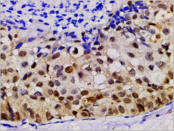 product-image-AAA31055_IHC10.jpg