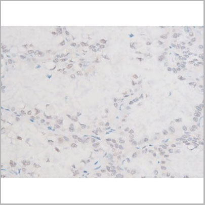 product-image-AAA31055_IHC15.jpg
