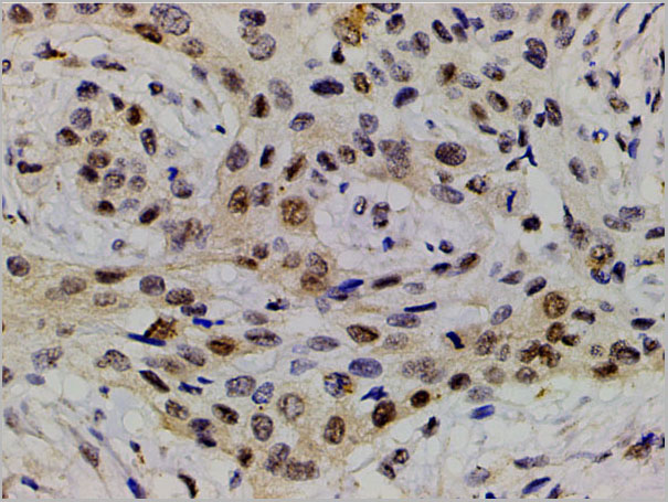 product-image-AAA31055_IHC4.jpg