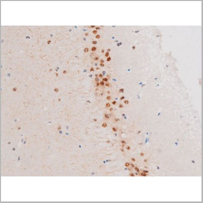 product-image-AAA31056_IHC9.jpg