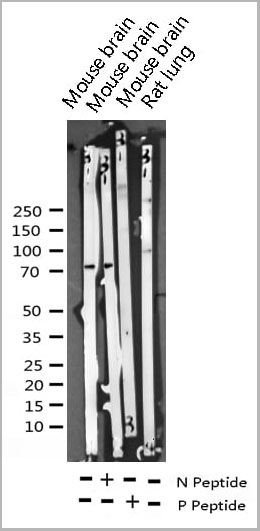product-image-AAA31056_WB18.jpg
