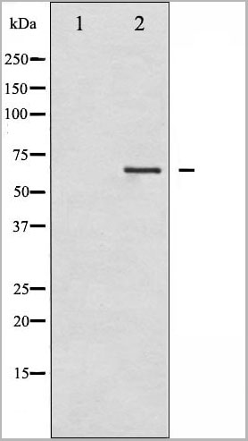 product-image-AAA31056_WB19.jpg