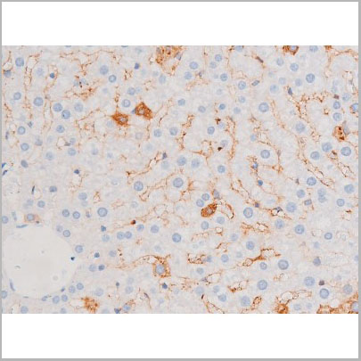 product-image-AAA31058_IHC7.jpg