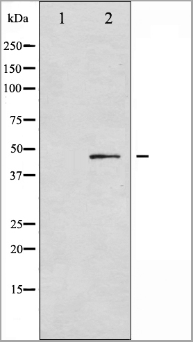 product-image-AAA31058_WB8.jpg