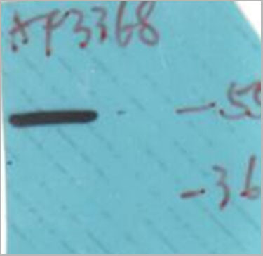 product-image-AAA31060_WB.jpg