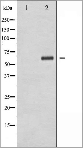 product-image-AAA31060_WB8.jpg