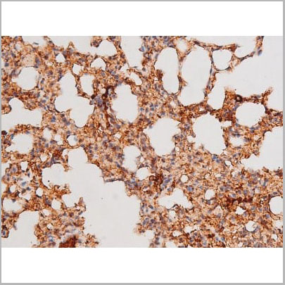product-image-AAA31061_IHC10.jpg