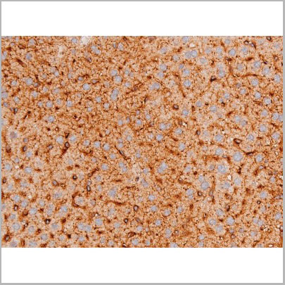product-image-AAA31061_IHC9.jpg