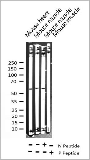 product-image-AAA31061_WB18.jpg
