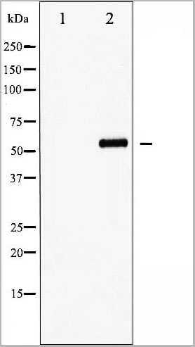 product-image-AAA31061_WB20.jpg