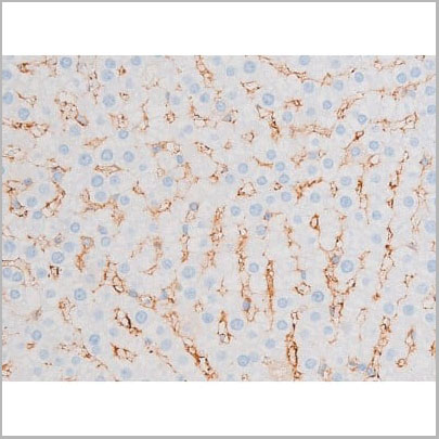 product-image-AAA31064_IHC7.jpg
