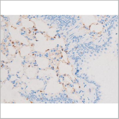 product-image-AAA31064_IHC8.jpg