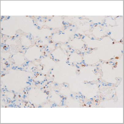 product-image-AAA31064_IHC9.jpg