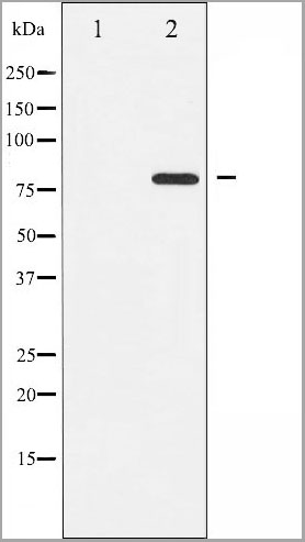 product-image-AAA31064_WB2.jpg
