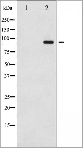 product-image-AAA31065_WB.jpg