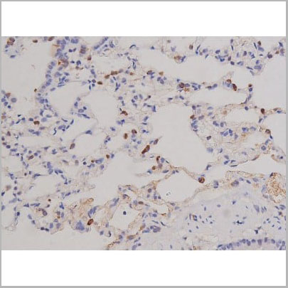 product-image-AAA31066_IHC10.jpg