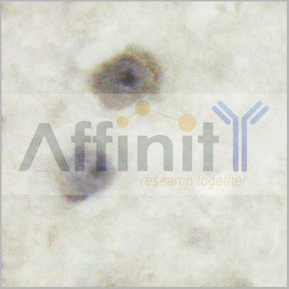 product-image-AAA31066_IHC13.jpg
