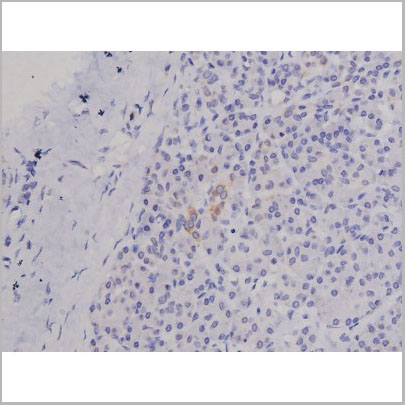 product-image-AAA31066_IHC2.jpg