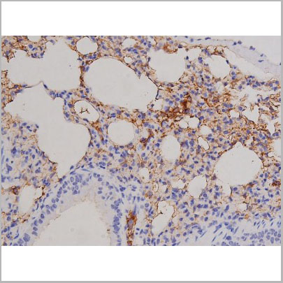 product-image-AAA31066_IHC4.jpg