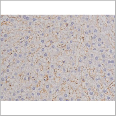 product-image-AAA31066_IHC7.jpg