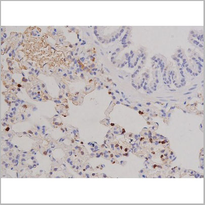 product-image-AAA31066_IHC9.jpg