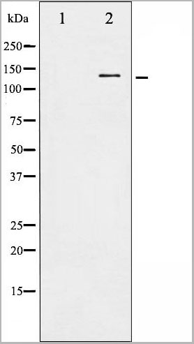 product-image-AAA31066_WB12.jpg
