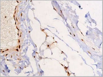product-image-AAA31067_IHC2.jpg