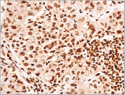 product-image-AAA31067_IHC4.jpg