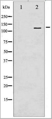 product-image-AAA31067_WB21.jpg