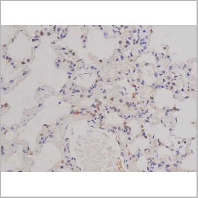 product-image-AAA31068_IHC13.jpg