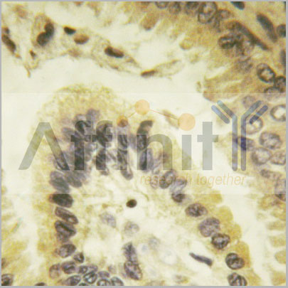product-image-AAA31068_IHC4.jpg