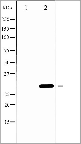 product-image-AAA31068_WB3.jpg