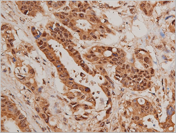 product-image-AAA31069_IHC7.jpg