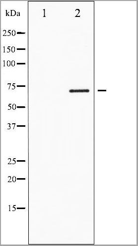product-image-AAA31069_WB.jpg