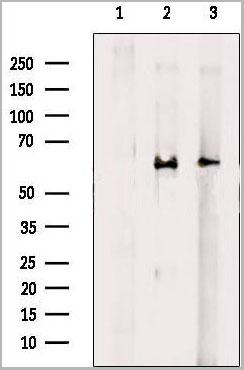 product-image-AAA31070_WB3.jpg