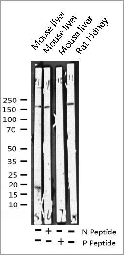 product-image-AAA31071_WB.jpg