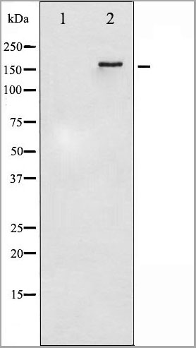 product-image-AAA31071_WB3.jpg