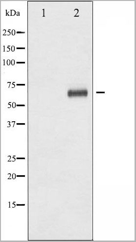 product-image-AAA31072_WB2.jpg