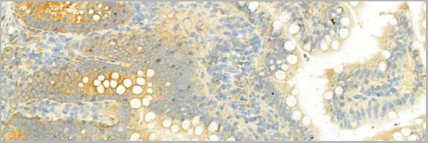 product-image-AAA31073_IHC2.jpg